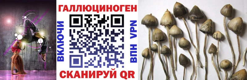 Псилоцибиновые грибы Psilocybe  Новый Уренгой 